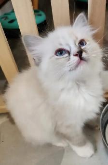 Beautiful  Ragdoll kittens, Looking for their FUREVER Home. - Photo 4