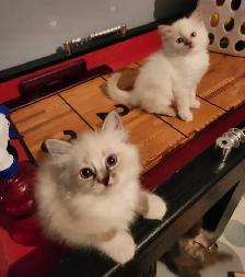 Beautiful  Ragdoll kittens, Looking for their FUREVER Home. - Photo 7