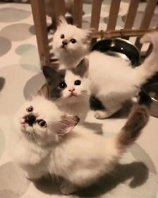 Beautiful  Ragdoll kittens, Looking for their FUREVER Home. - Photo 8