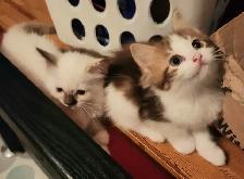 Beautiful  Ragdoll kittens, Looking for their FUREVER Home. - Photo 9
