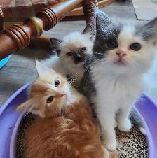 Beautiful  Ragdoll kittens, Looking for their FUREVER Home. - Photo 10
