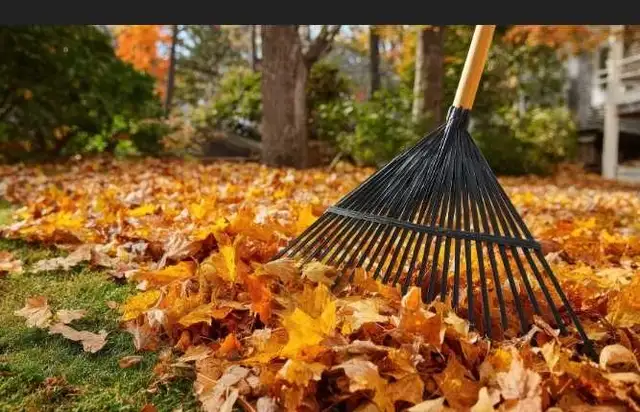 fall  yard quick cleanup  $60