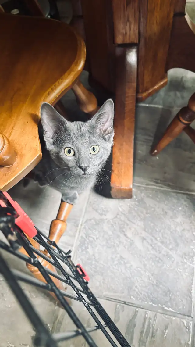 Beautiful Kittens