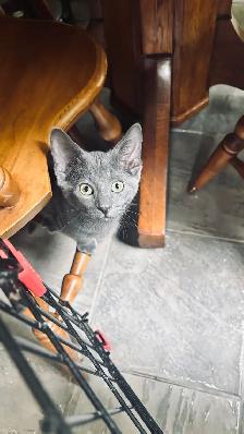 Beautiful Kittens