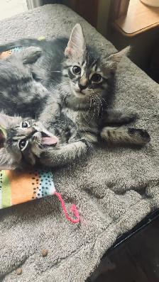 Beautiful Kittens - Photo 2