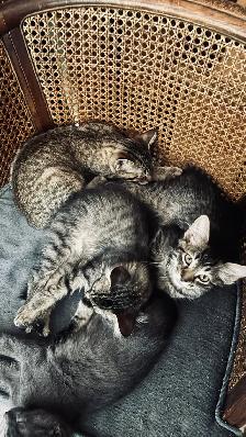 Beautiful Kittens - Photo 3