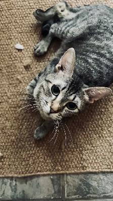 Beautiful Kittens - Photo 4