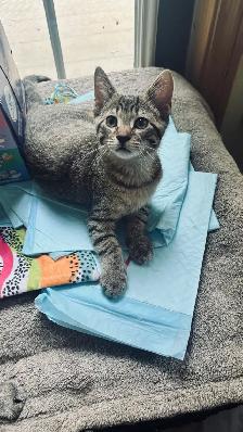 Beautiful Kittens - Photo 5