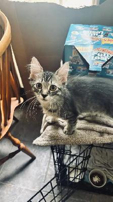 Beautiful Kittens - Photo 6
