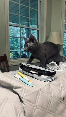 Beautiful Kittens - Photo 8