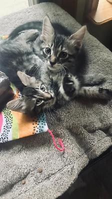 Beautiful Kittens - Photo 9