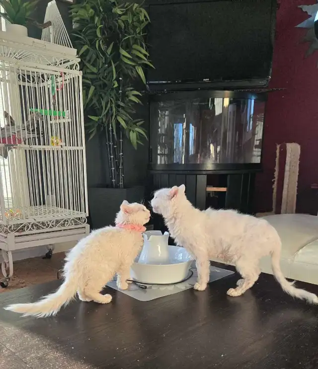 Special on ❤️ HYPOALLERGENIC  Kittens - Fixed & Shots inc