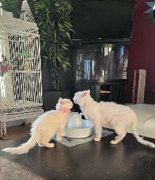 Special on ❤️ HYPOALLERGENIC  Kittens - Fixed & Shots inc