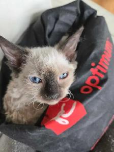 Special on ❤️ HYPOALLERGENIC  Kittens - Fixed & Shots inc - Photo 2