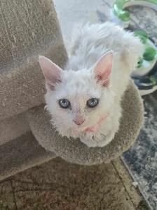 Special on ❤️ HYPOALLERGENIC  Kittens - Fixed & Shots inc - Photo 3