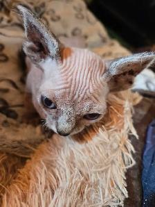 Special on ❤️ HYPOALLERGENIC  Kittens - Fixed & Shots inc - Photo 4