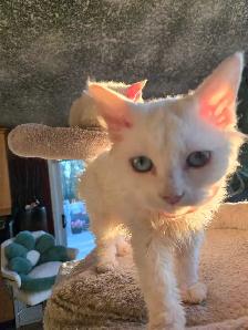 Special on ❤️ HYPOALLERGENIC  Kittens - Fixed & Shots inc - Photo 5