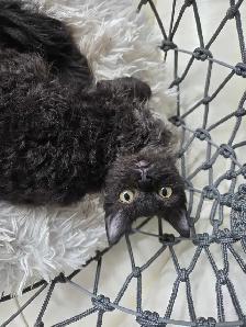 Special on ❤️ HYPOALLERGENIC  Kittens - Fixed & Shots inc - Photo 6