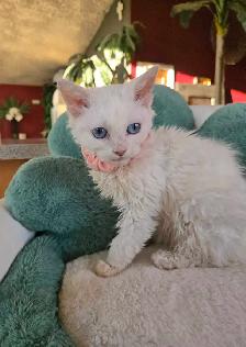 Special on ❤️ HYPOALLERGENIC  Kittens - Fixed & Shots inc - Photo 7