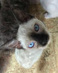 Special on ❤️ HYPOALLERGENIC  Kittens - Fixed & Shots inc - Photo 8