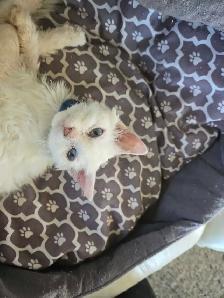 Special on ❤️ HYPOALLERGENIC  Kittens - Fixed & Shots inc - Photo 9