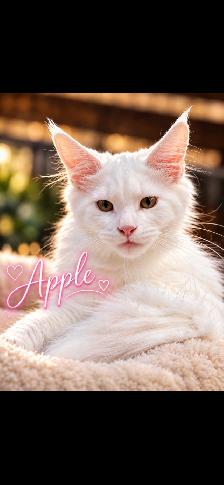 SNOW WHITE’S GIRLS | MAINE COON KITTENS