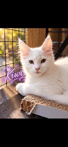 SNOW WHITE’S GIRLS | MAINE COON KITTENS - Photo 2