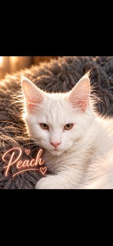 SNOW WHITE’S GIRLS | MAINE COON KITTENS - Photo 3