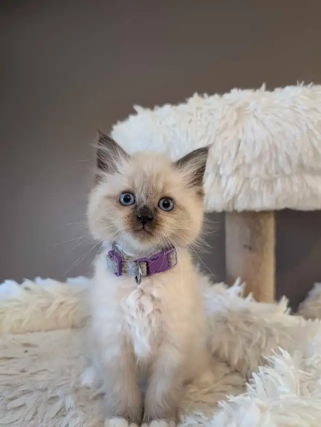 Ragdoll kittens