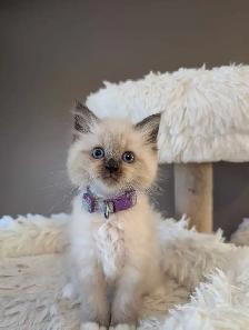 Ragdoll kittens