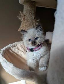 Ragdoll kittens - Photo 2