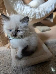 Ragdoll kittens - Photo 3