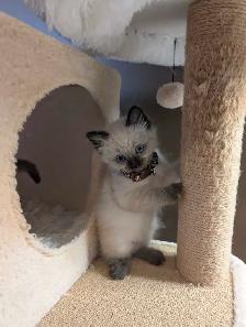 Ragdoll kittens - Photo 4