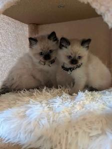 Ragdoll kittens - Photo 5