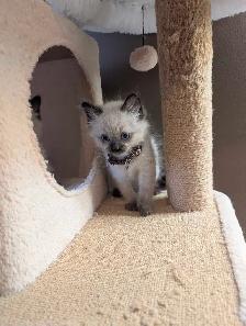 Ragdoll kittens - Photo 6
