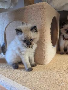 Ragdoll kittens - Photo 7
