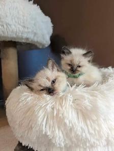 Ragdoll kittens - Photo 8