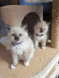 Ragdoll kittens - Photo 9