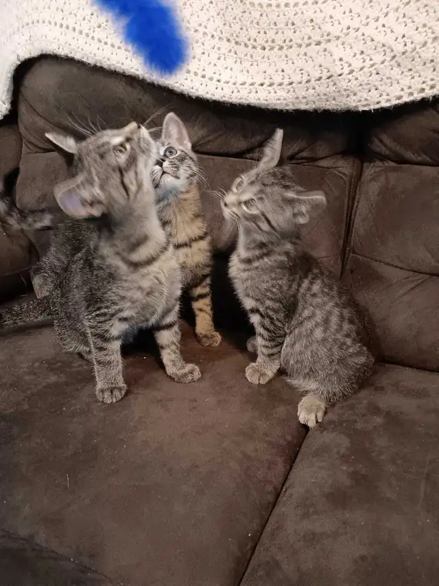 Cats and kittens for sale