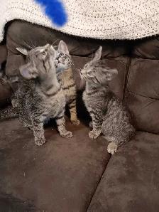 Cats and kittens for sale