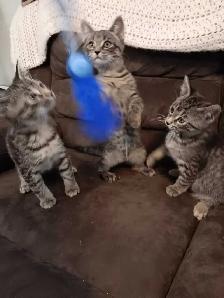 Cats and kittens for sale - Photo 2