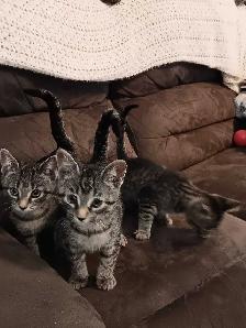 Cats and kittens for sale - Photo 3