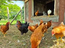 Farm Fresh Eggs - Photo 3