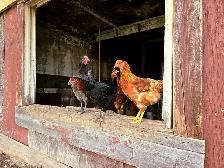 Farm Fresh Eggs - Photo 4