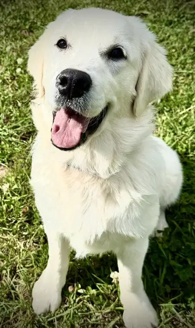 English Cream Golden Retriever