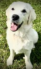 English Cream Golden Retriever