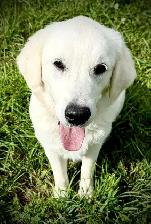 English Cream Golden Retriever - Photo 2