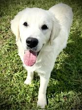 English Cream Golden Retriever - Photo 3