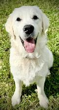 English Cream Golden Retriever - Photo 4