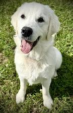 English Cream Golden Retriever - Photo 5